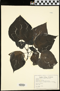 Catalpa speciosa image