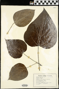 Catalpa speciosa image