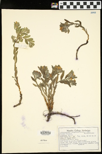 Lithospermum canescens image