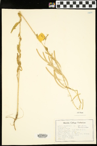 Borodinia canadensis image