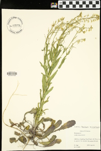 Borodinia missouriensis image