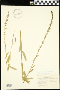 Lobelia appendiculata image