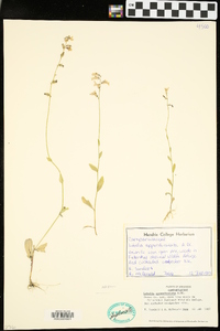 Lobelia appendiculata image