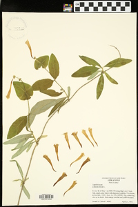 Lonicera dioica image