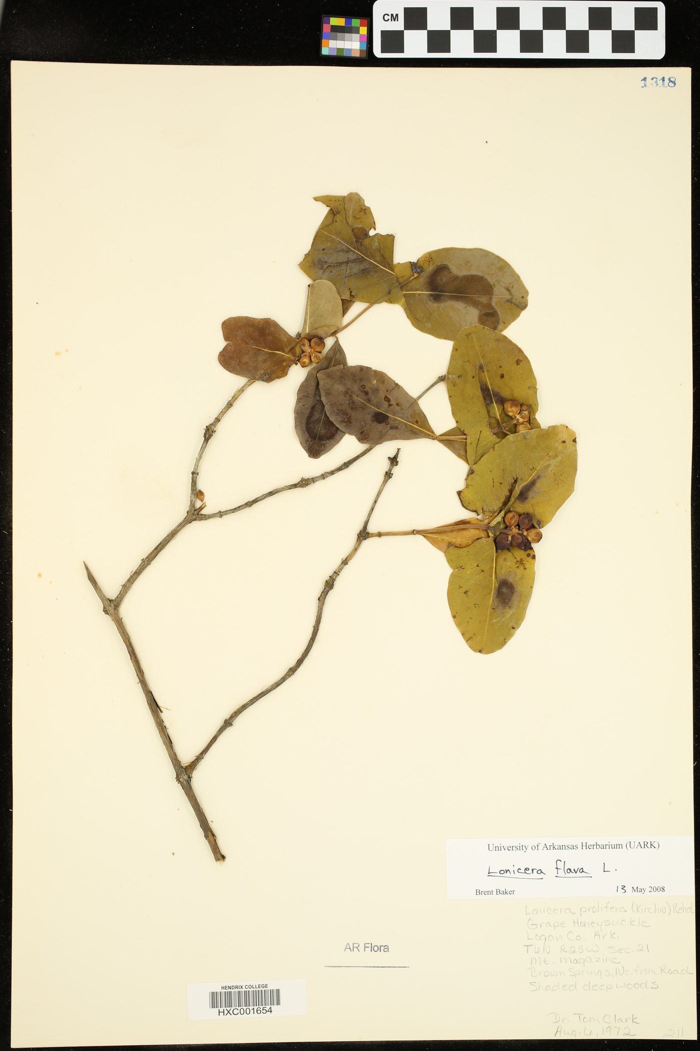 Lonicera flava image