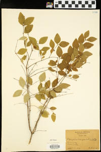 Symphoricarpos orbiculatus image