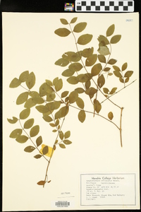 Symphoricarpos orbiculatus image