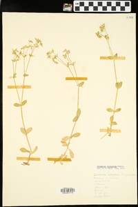 Cerastium fontanum subsp. vulgare image