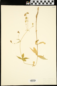 Silene stellata image