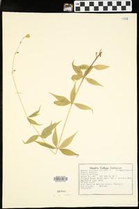 Silene stellata image