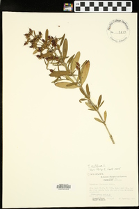 Hypericum prolificum image