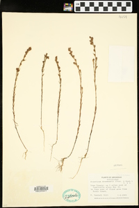 Hypericum drummondii image