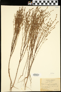 Hypericum drummondii image