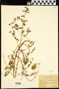 Hypericum prolificum image