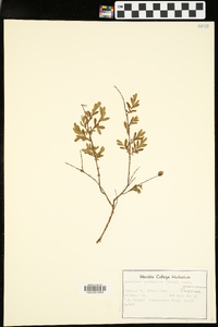 Hypericum prolificum image