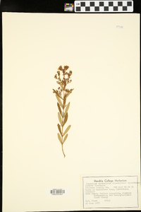 Hypericum prolificum image