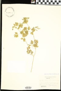 Corydalis micrantha image