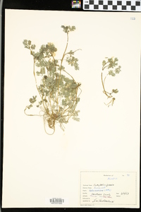 Corydalis flavula image