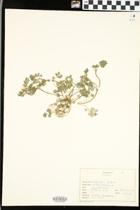 Corydalis flavula image