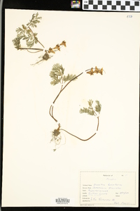 Dicentra cucullaria image