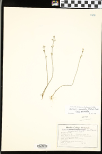 Bartonia paniculata subsp. paniculata image