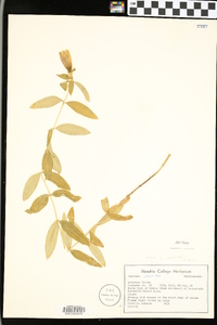 Gentiana saponaria image