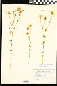 Sabatia campestris image