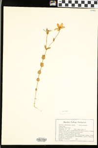 Sabatia campestris image