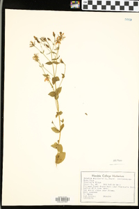 Sabatia angularis image