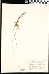 Myriophyllum heterophyllum image