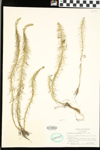 Myriophyllum pinnatum image