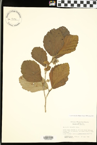 Hamamelis vernalis image