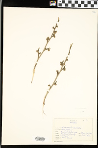 Hamamelis vernalis image