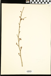 Hamamelis vernalis image