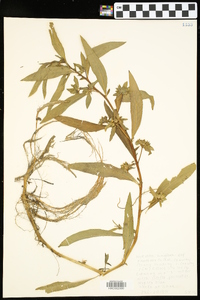 Hydrolea uniflora image