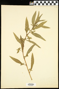 Hydrolea uniflora image