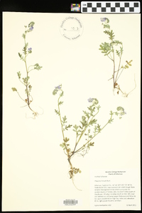 Phacelia hirsuta image