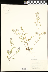 Phacelia gilioides image