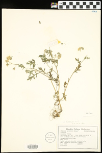 Phacelia hirsuta image