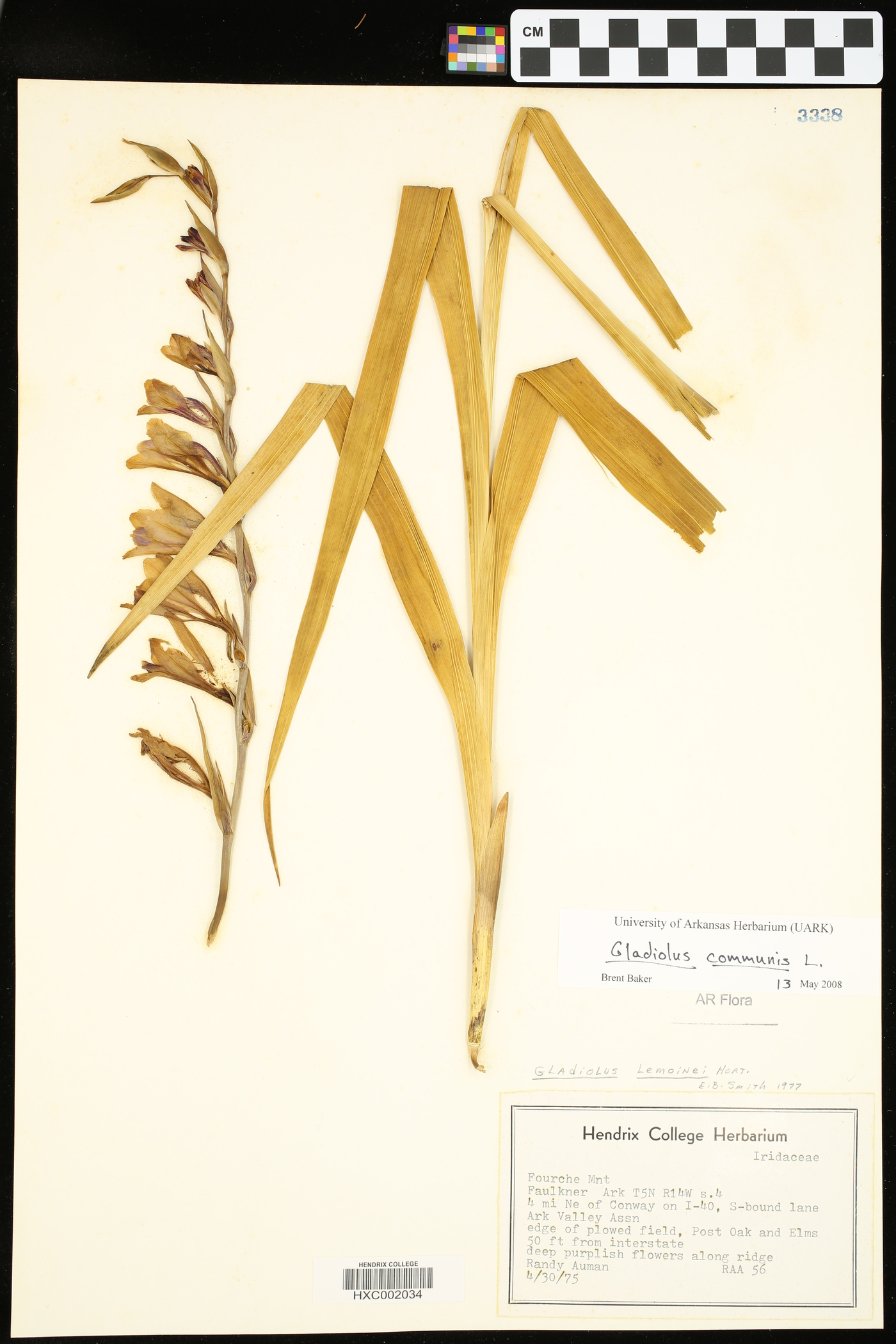 Gladiolus communis image