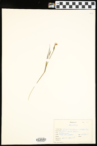 Sisyrinchium campestre image