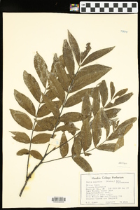 Carya aquatica image