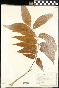 Carya illinoinensis image