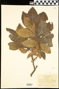 Carya texana image