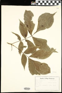 Carya texana image