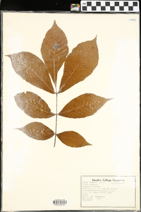 Carya texana image