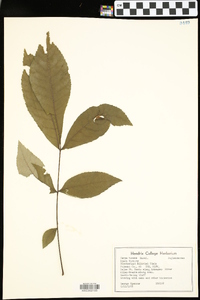 Carya texana image