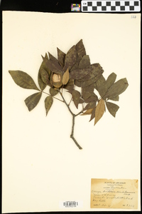 Carya texana image