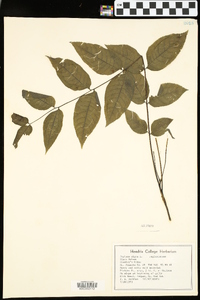 Juglans cinerea image