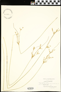 Juncus secundus image